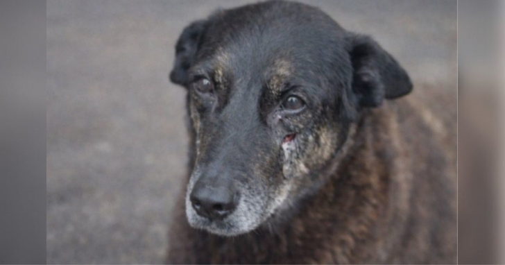 Multas serão mais severas em casos de ferimentos graves e poderão ser triplicadas quando a agressão resultar na morte do animal I Foto: Arquivo/4oito