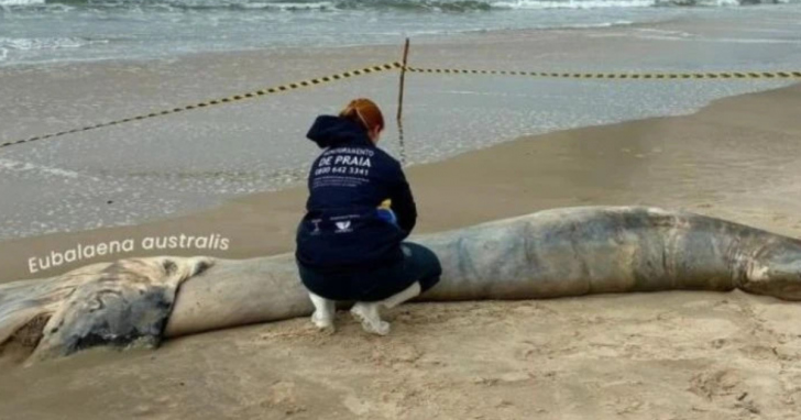 Um filhote de baleia-franca foi encontrado morto na manhã desta terça-feira (11) | Foto: Divulgação/4oito