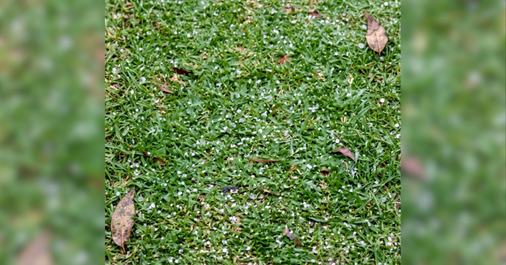 Pedras de gelo foram registradas durante a chuva no Rio Jordão Médio, em Siderópolis | Foto: Divulgação/4oito