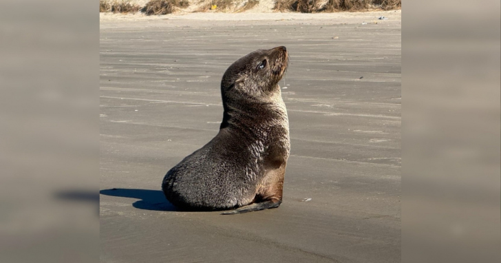 Educamar alerta para o risco de ataques de cães aos lobos-marinhos que chegam às praias para descansar | Foto: Divulgação/4oito