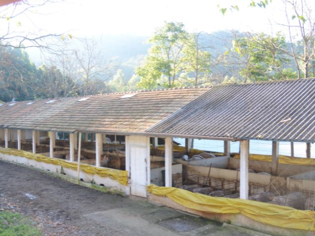 Frango e suíno catarinenses conquistam novos mercados internacionais. Foto: Aires Mariga/Epagri