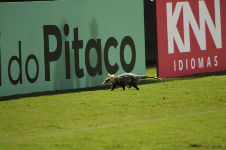 Foto: Celso da Luz/ Criciúma E.C.