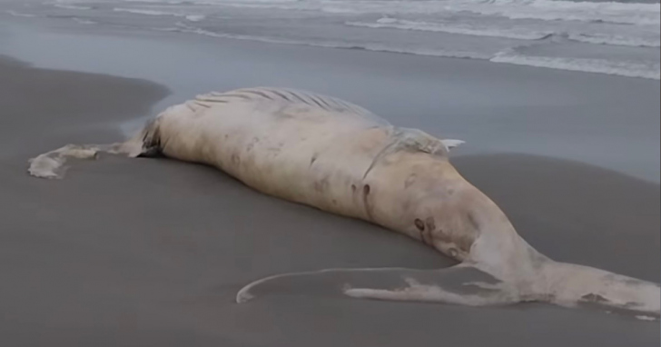 Baleia morta é encontrada em praia de Santa Catarina | Foto: Redes Sociais/Divulgação/4oito