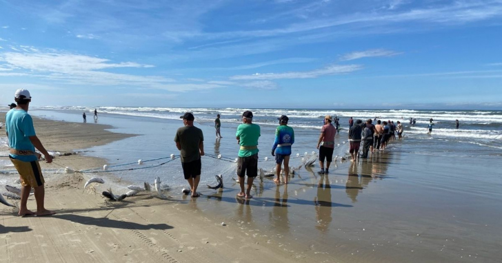 Pescadores retiraram entre 8 e 10 toneladas de tainha do mar em Jaguaruna | Foto: Enio Biz/4oito