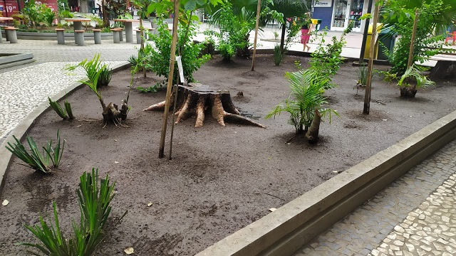 A cada árvore cortada, duas nativas são plantadas no local / Foto: Giovana Bordignon / 4oito