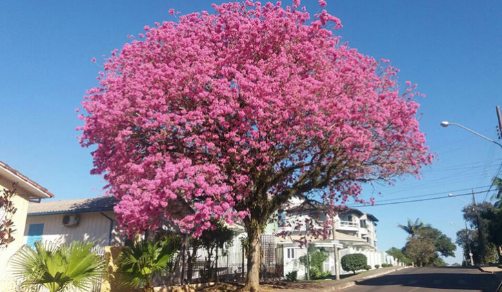 (foto: divulgação)