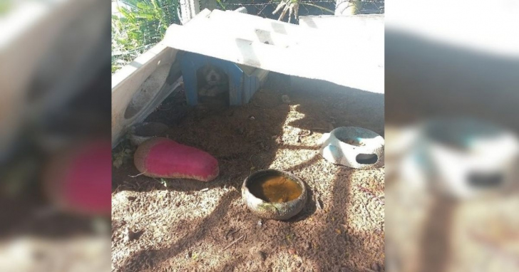 Cães foram encontrados em situação de abandono em São João do Sul | Foto: Divulgação/PM