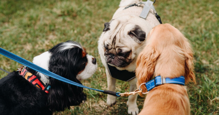 Nova lei preve pontos de descarte de dejetos de animais I Foto Petz/Divulgação/4oito