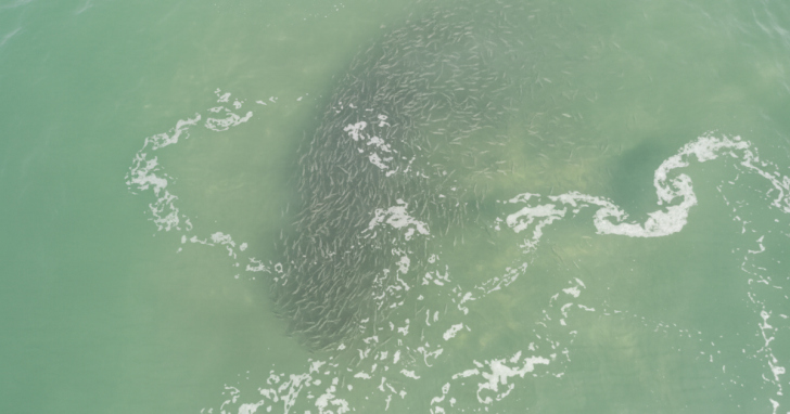 Tainhas costumam aparecer no litoral de Santa Catarina em maio. | Foto: Josimar Santos/Whisk/Portal 4oito