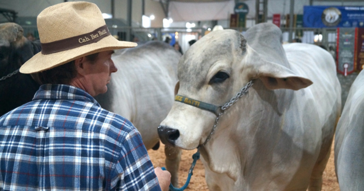 O padrão genético dos animais apresentados equivale ao das principais exposições do país | Foto: Divulgação/AgroPonte/4oito