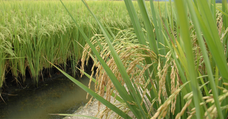 Possível negociação com o Togo pode abrir um novo mercado para o arroz catarinense | Foto: Epagri/4oito