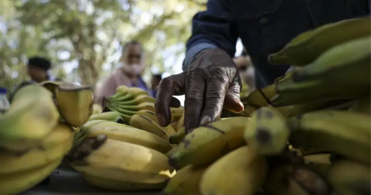 Extremo Sul de Santa Catarina deve produzir quase 93 mil toneladas de banana na safra 2026/2027 | Foto: Marcelo Camargo/Agência Brasil/4oito