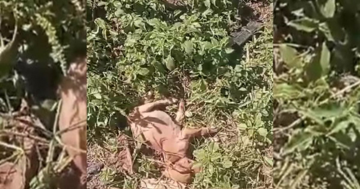 Suspeito foi localizado escondido na região após fugir do local | Foto: Divulgação/Polícia Civil