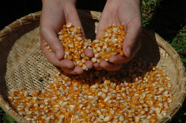 (foto: Aires Carmem / Epagri/ divulgação)