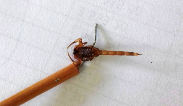 Tityus serrulatus, o escorpião-amarelo (foto: arquivo/ divulgação Decom)