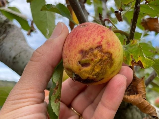 Falta de chuva diminui o tamanho e causa distúrbio fisiológico na maçã. (Foto: Divulgação)