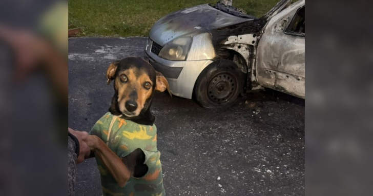 Cão foi salvo a tempo de incêndio criminoso | Foto: CBMSC/4oito