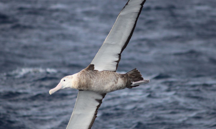 Foto: Dimas Gianuca/ Projeto Albatroz