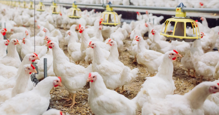 SC exportou 543,1 mil toneladas do produto entre janeiro e maio | Foto: Divulgação/4oito