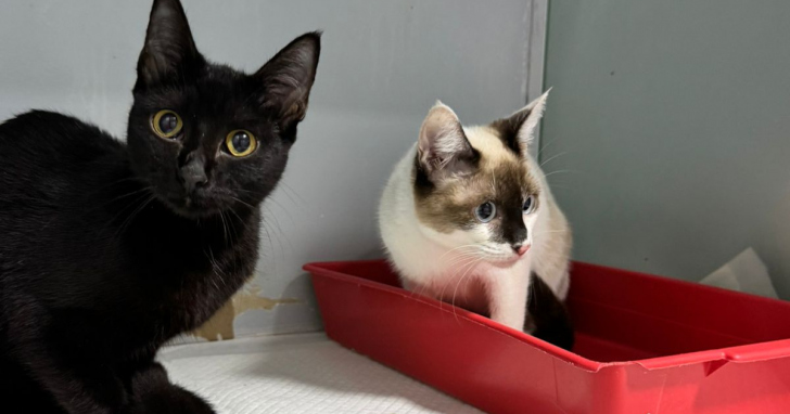 ONG Bicho Chique busca adoção de 28 gatos após resgate emergencial | Foto: Divulgação/4oito