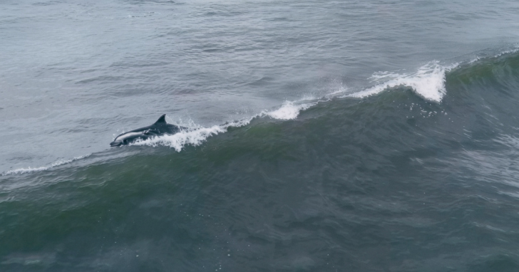 Presença dos mamíferos marinhos é comum na região. | Foto: @faroldesantamarta/Whisk/Portal 4oito