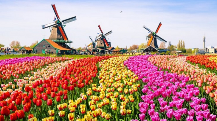 A Holanda é tradicional pelos moinhos de vento e por suas flores. Foto: Reprodução