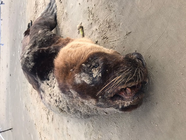 O animal resistiu durante cinco dias, e não se sabe a causa da morte / Foto: Educamar / Divulgação