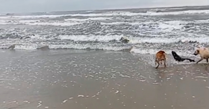 Vídeo foi gravado por pescador | Foto: Reprodução/Valmor de Moraes