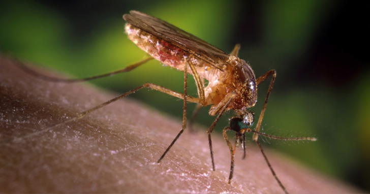 Febre do Nilo Ocidental é uma infecção causada por um arbovírus, grupo que também inclui os vírus da dengue, zika, chikungunya e febre amarela | Foto: Fiocruz/Divulgação
