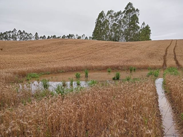 Foto: Divulgação/Epagri