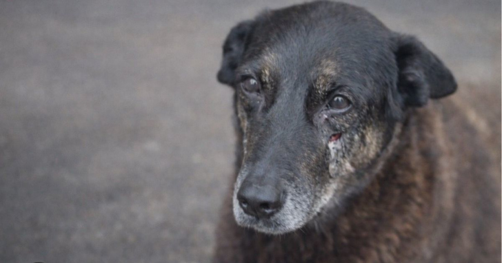 Caso do cão Orelha gerou grande comoção em todo o país | Foto: Reprodução/Redes Sociais