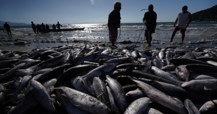 Futuro da tainha serpá decidido nesta tarça-feira (9)  | Foto: Divulgação/4oito