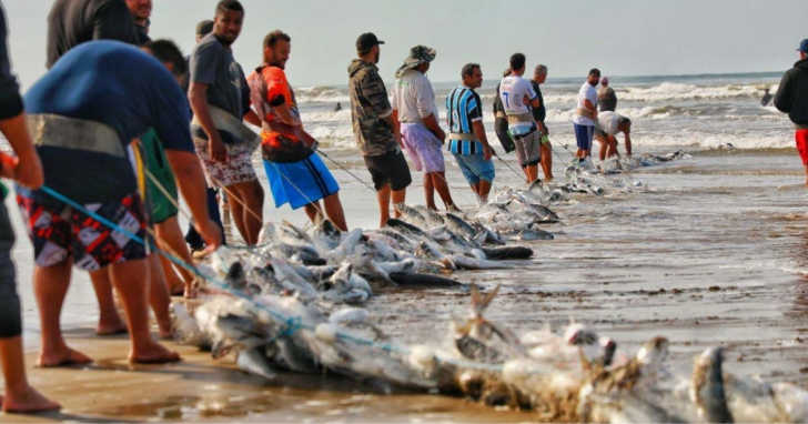 Pescadores aguardam a publicação da portaria que define a nova cota da pesca da tainha I Foto: Lucas Sabino/Prefeitura de Baneario Rincão/4oito