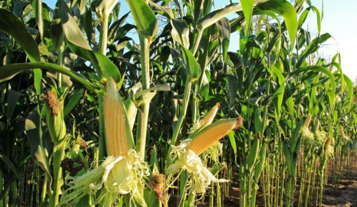 O milho é uma das culturas que está se desenvolvendo atualmente / Foto: Reprodução