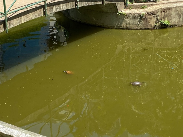 Lago sujo é um dos principais problemas da praça / Fotos: Vitor Rizzatti / 4oito