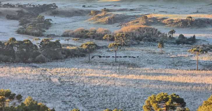 Geada cobre o Vale Caminhos da Neve após madrugada de -3,3°C em São Joaquim | Foto: Mycchel Legnaghi/São Joaquim Online