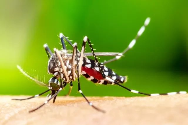 Epidemia nacional de dengue atinge SC e Governo do Estado emite nota