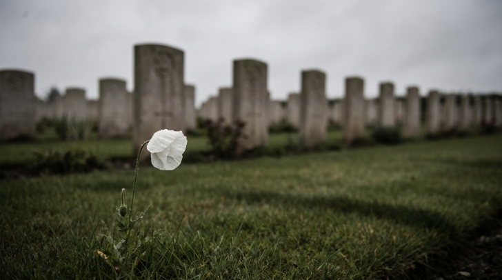 Para onde foram todas as flores