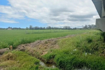 Notícia - Corpo em decomposição é encontrado em plantação de arroz em Araranguá