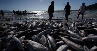 Notícia - Pescadores do Rincão querem reduzir dependência de atravessadores após safra de 150 toneladas