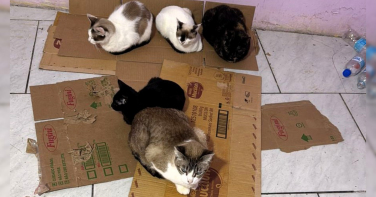 Notícia - ONG resgata 18 gatos após despejo de família e pede ajuda da comunidade