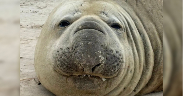 Notícia - Elefante-marinho retorna ao litoral catarinense após passagem marcante em 2025
