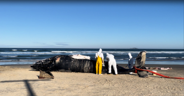 Notícia - Baleia-jubarte de 9 metros é encontrada morta no litoral de SC