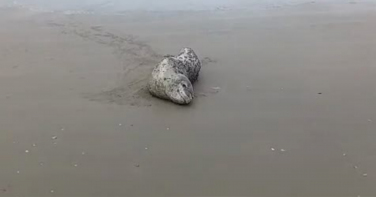 Notícia - Foca-leopardo rara é vista em praia de SC e mobiliza equipes ambientais