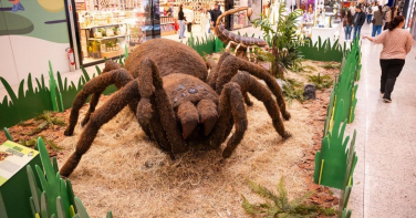 Notícia - Insetos gigantes invadem o Nações Shopping em exposição gratuita para visitantes