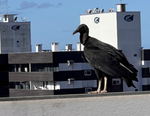 Notícia - [Áudio] Saiba o motivo por trás dos Urubus nas áreas urbanas 
