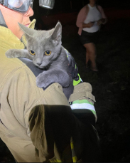 Notícia - Preso em árvore de oito metros, gato mobiliza bombeiros