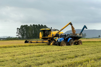 Notícia - Tarifaço dos EUA atinge arroz brasileiro e aumenta pressão sobre produtores