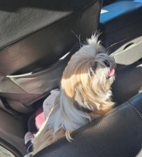 Notícia - Mulher é presa acusada de furtar cão em Sombrio