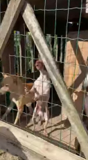 Notícia - Maus tratos: Cães pinscher são resgatados de galinheiro suspenso 